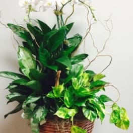 Basket of green houseplants with white orchids