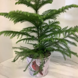 Potted evergreen plant with layered horizontal branches in a decorative container