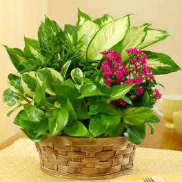 Potted plant arrangement with pink flowers in a woven basket