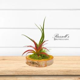 Russell's Bromeliads- Wood Arrangement with Air Plants