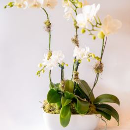 White orchids arranged in a white planter with moss