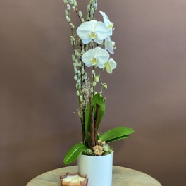 White orchid plant in a white pot with a small candle in front