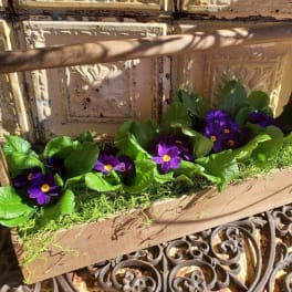 Wooden planter box with purple flowers and bright green leaves