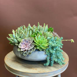 Succulent arrangement in a shallow gray bowl on a wooden table