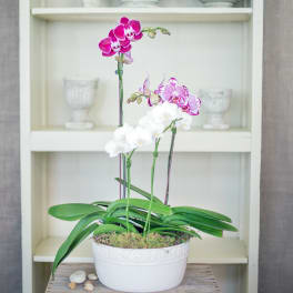 Potted white and magenta phalaenopsis orchids in a low white ceramic bowl planter.