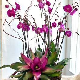 Tall arrangement of magenta orchids in a woven basket