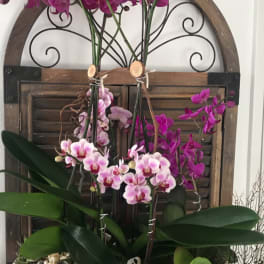 Potted orchid arrangement with purple and pink blooms in a white planter