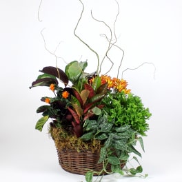 Mixed potted plant arrangement in a wicker basket with curly branches