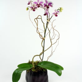 Potted orchid with white and purple blooms in a black container