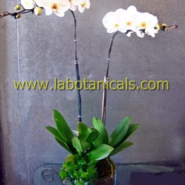 Two white orchid stems in a vase with broad green leaves