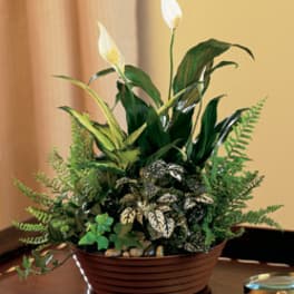 Potted peace lilies with white blooms and mixed foliage in a low brown container