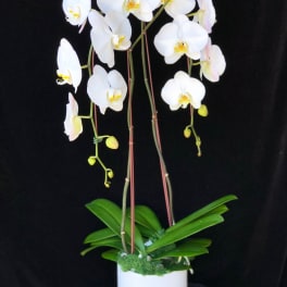 White orchid plant in a white pot with long arching stems