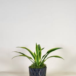 Potted green plant in a dark decorative container