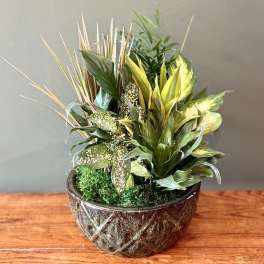 Tropical potted plant arrangement in a textured ceramic bowl