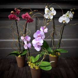Four potted orchid plants with pink, lavender, and white blooms