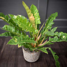 Variegated green potted plant in a textured white pot