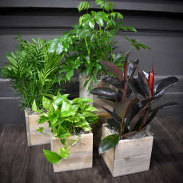 Four potted houseplants in square wooden planters