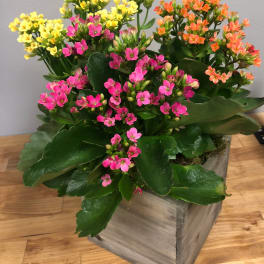 Potted kalanchoe plant with pink, yellow, and orange blooms in a wooden box