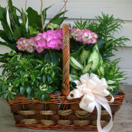 Basket of pink flowers and green plants with a white bow