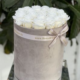 Round box of white roses tied with a satin ribbon