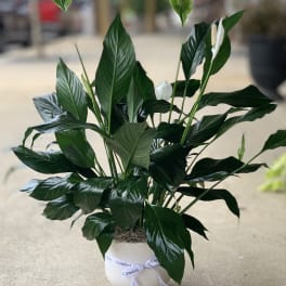 Potted peace lily with white blooms and a ribbon bow