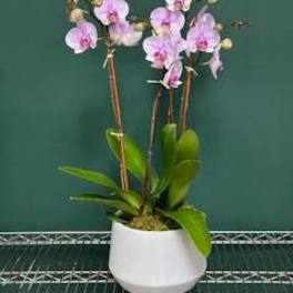 Potted pink orchid plant in a white container