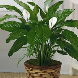Potted peace lily plant with white blooms in a woven basket