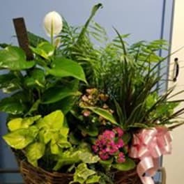 Basket of assorted green plants with a white bloom and pink ribbon
