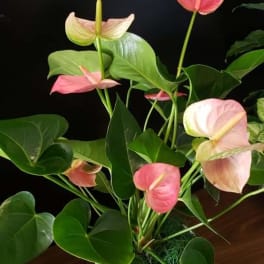 Pink and pale anthuriums in a white pot