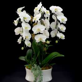 Orchid Plant | Quad | White