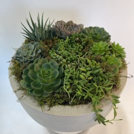 Round succulent arrangement in a gray planter