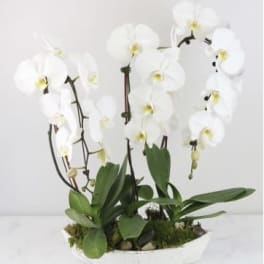 White orchid arrangement in a shallow white dish