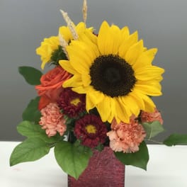 Sunflower's Smile