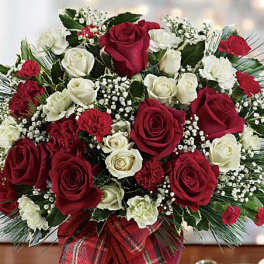Bouquet of red and white roses with baby's breath in a plaid wrap