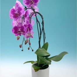 Potted purple orchid with arching blooms in a white ribbed planter