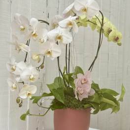 Potted orchid arrangement with white, pale pink, and green blooms