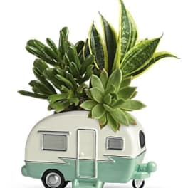 Teleflora's Cool Camper Succulent Garden