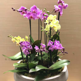 Potted arrangement of pink and yellow orchids in a round planter