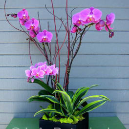 Pink orchids arranged in a black rectangular planter with tall decorative branches