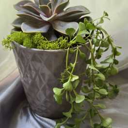 Succulent arrangement in a patterned pot with trailing greenery