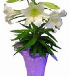 White lilies in a purple pot with green foliage