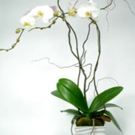 White orchid plant in a white square pot