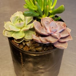 Small potted succulent arrangement with three rosette succulents in a black container