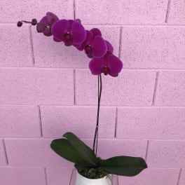 Purple orchid plant in a white pot