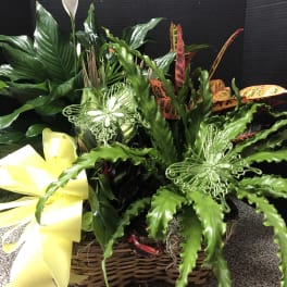 Tropical plant arrangement in a wicker basket with a yellow bow