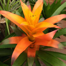 Bromeliad IG027