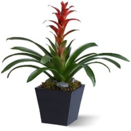#4 Bright Bromeliad