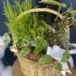Basket of assorted potted plants with a white ribbon