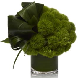 Green pom-pom flowers with dark leaves in a glass vase