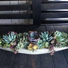Long succulent arrangement in a shallow concrete planter
